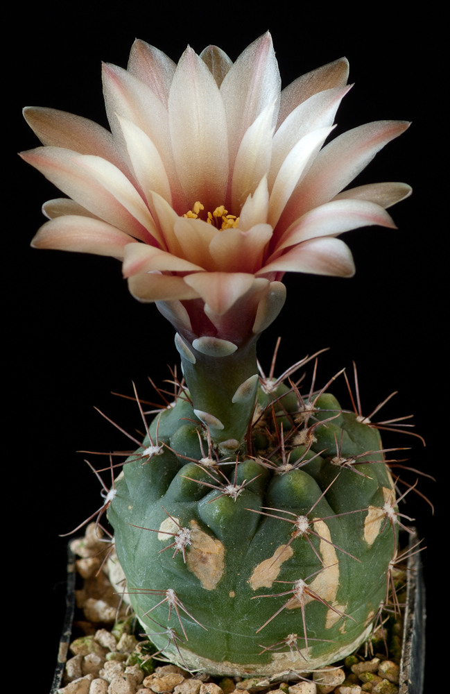 Gymnocalycium terweemeanum GN 81-203